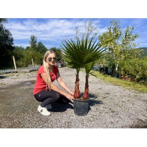 Palma vláknitá (Washingtonia filifera) – výška kmeňa 30-40 cm, celková výška 90-100 cm, kont. C7,5L (-4°C) - DVOJIČKY